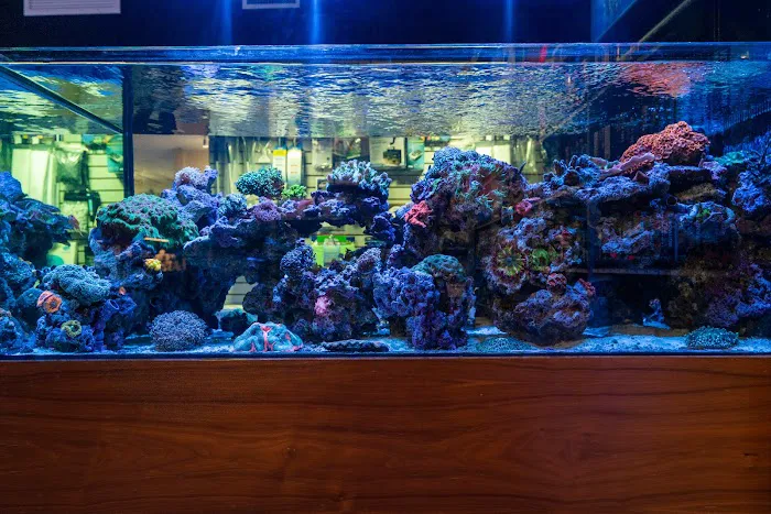 Aquatic Reef Design 12