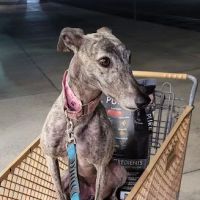 Petco ico