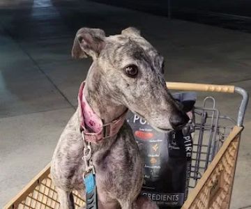 Petco