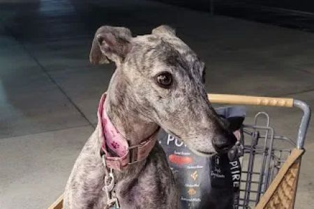 Petco