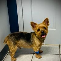 Arch Animal Hospital West ico