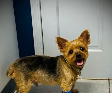 Arch Animal Hospital West