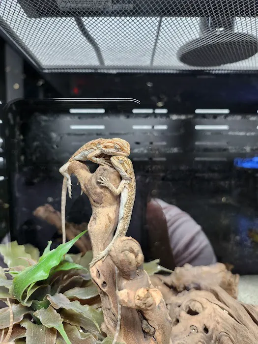 Lizards and Shells 12