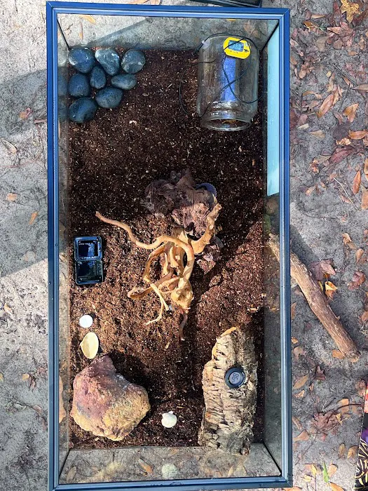Lizards and Shells 12