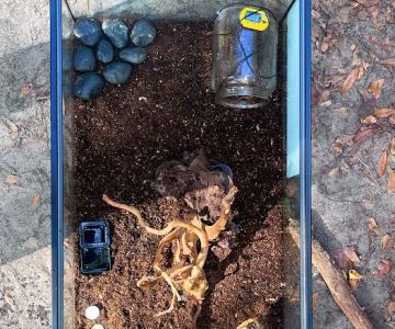 Lizards and Shells