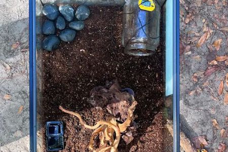 Lizards and Shells