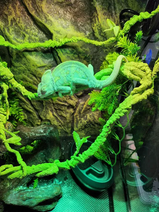 Lizards and Shells 12