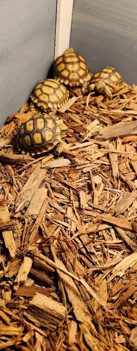 Lizards and Shells 12