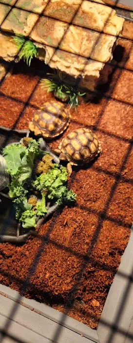 Lizards and Shells 12