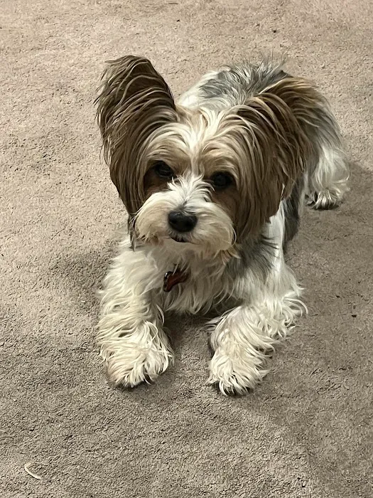 Fischer Animal Hospital: Briscoe Jill M DVM 1