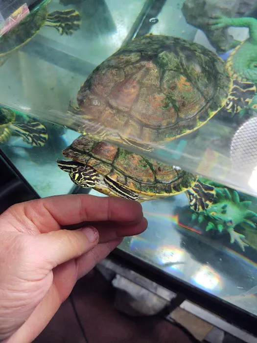 Donna's Discoids (Reptile Feeder Insects) Donna Foika 12
