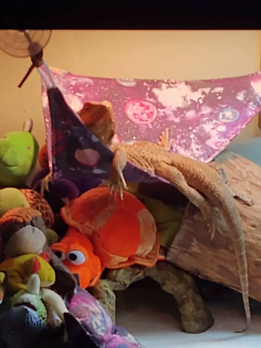 Donna's Discoids (Reptile Feeder Insects) Donna Foika 12
