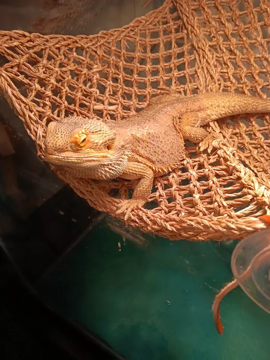Donna's Discoids (Reptile Feeder Insects) Donna Foika 12