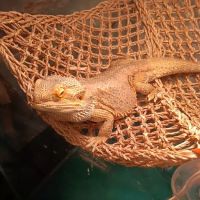 Donna's Discoids (Reptile Feeder Insects) Donna Foika ico