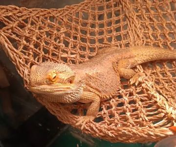 Donna's Discoids (Reptile Feeder Insects) Donna Foika