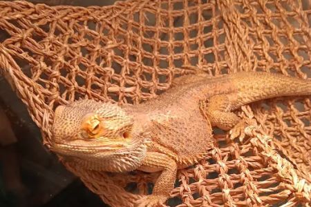 Donna's Discoids (Reptile Feeder Insects) Donna Foika