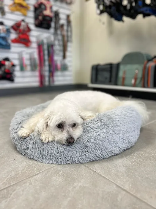 Petit Poodle Pet Boutique 12