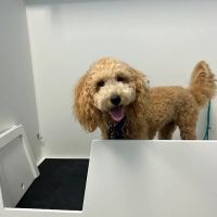 Petit Poodle Pet Boutique ico