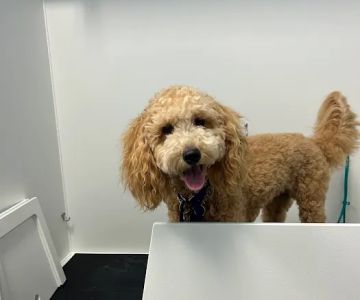 Petit Poodle Pet Boutique