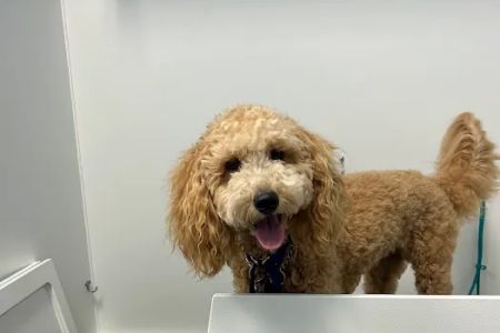 Petit Poodle Pet Boutique