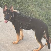 Vetco Vaccination Clinic ico