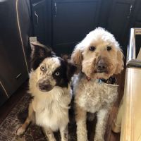 Bryan Road Animal Hospital ico