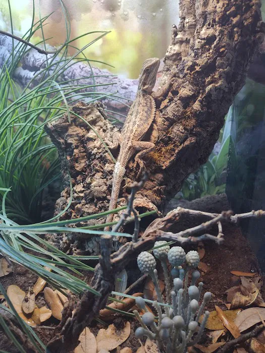 Giant Radioactive Turtle, Reptiles and More! 12