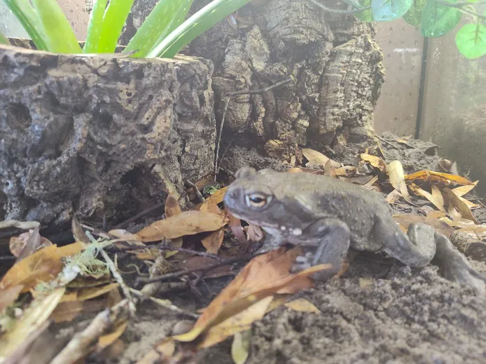 Giant Radioactive Turtle, Reptiles and More! 12