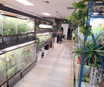 Giant Radioactive Turtle, Reptiles and More!