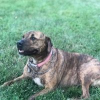 Cooper's Veterinary Care ico