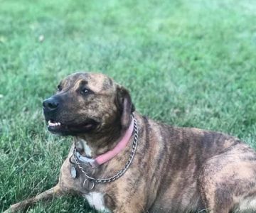 Cooper's Veterinary Care