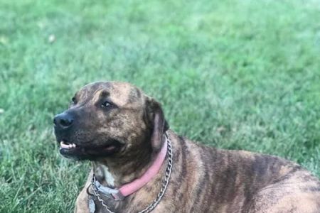 Cooper's Veterinary Care