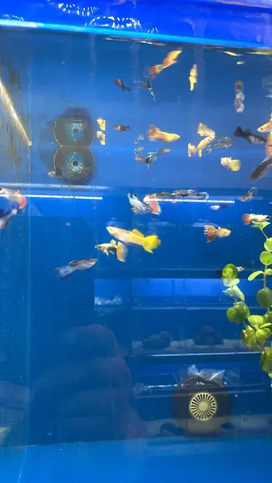 Fish-A-Rama 12