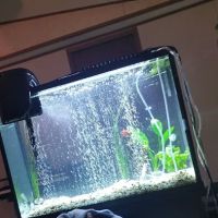 Fish-A-Rama ico
