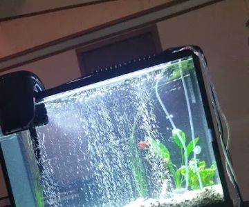 Fish-A-Rama