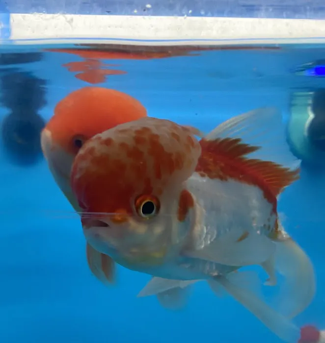 Fish-A-Rama 12