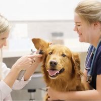 Pet Health Center ico