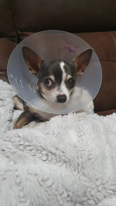 Pet Health Center 2