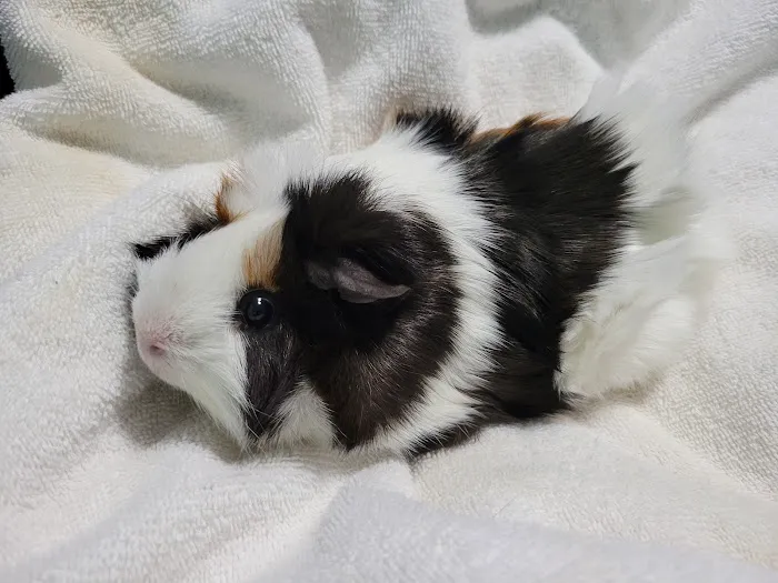 Pet Health Center 3