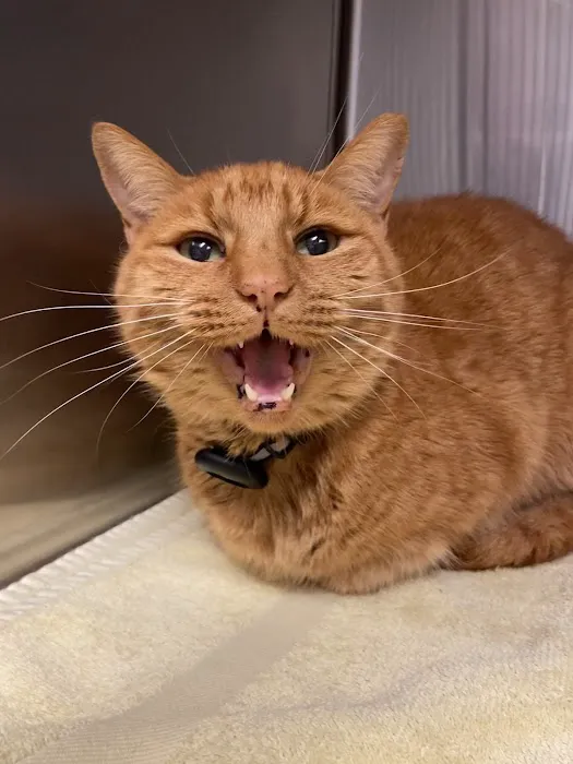 Pet Pals Animal Hospital 12