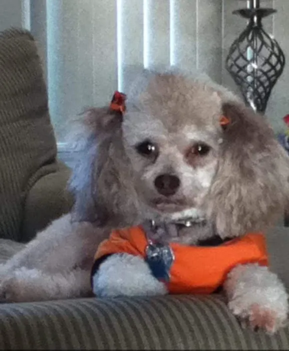 Pet Pals Animal Hospital 12