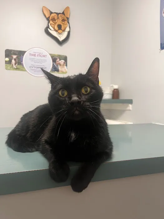 Pet Pals Animal Hospital 12