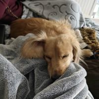 Pet Pals Animal Hospital ico