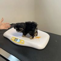 Vet Stop Animal Hospital ico