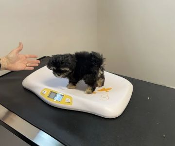 Vet Stop Animal Hospital