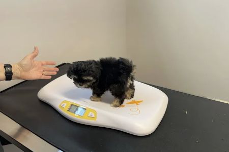Vet Stop Animal Hospital