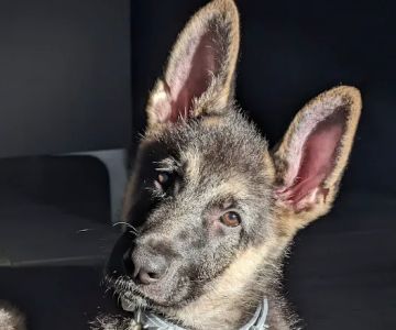 Pet Orlando