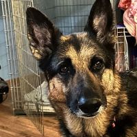 Harvester Animal Clinic ico