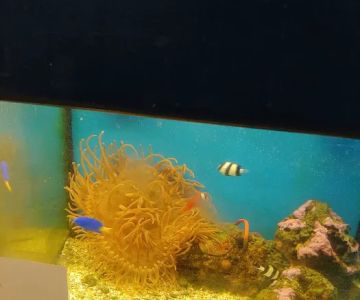Petco