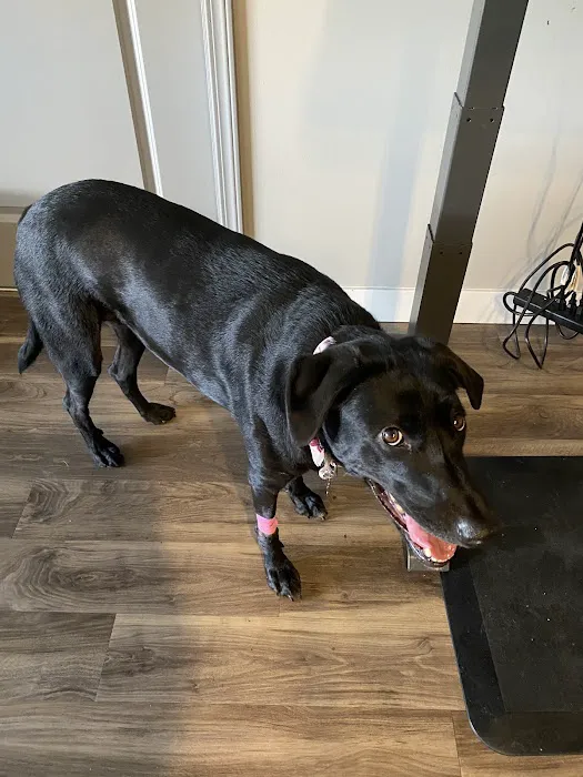 Animal Emergency Clinic 12